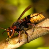 Kako se riješiti stršljena na selu